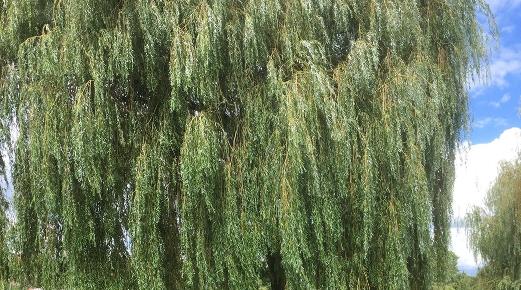 3 hours boat cruise along the river seine in thรฉ yvelines , bring your picnic , relaxing three hours