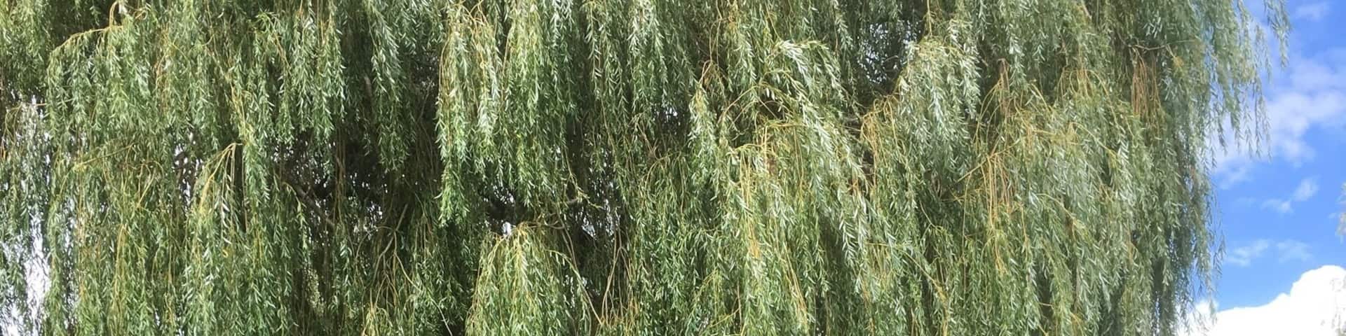 3 hours boat cruise along the river seine in thé yvelines , bring your picnic , relaxing three hours