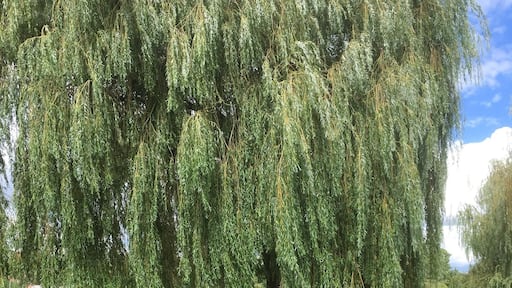 3 hours boat cruise along the river seine in thé yvelines , bring your picnic , relaxing three hours