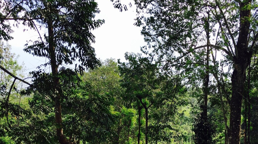 Quaint walking trails🍁 #teaplantations #bandipur #wayanad