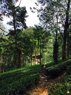 Quaint walking trails🍁 #teaplantations #bandipur #wayanad