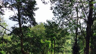 Quaint walking trails🍁 #teaplantations #bandipur #wayanad