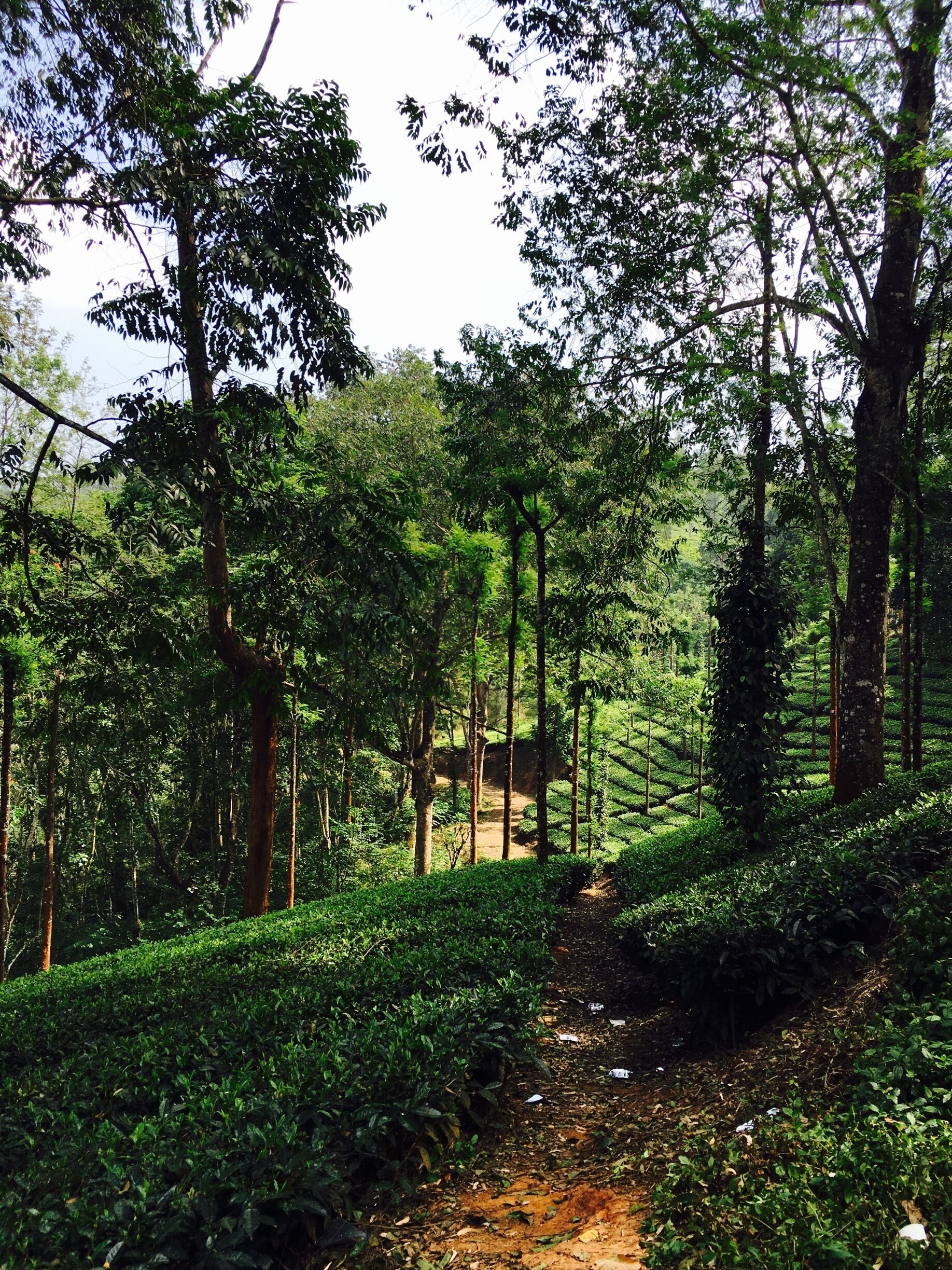 A forested area with a dirt path.