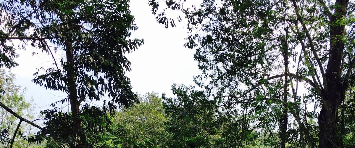 A forested area with a dirt path.