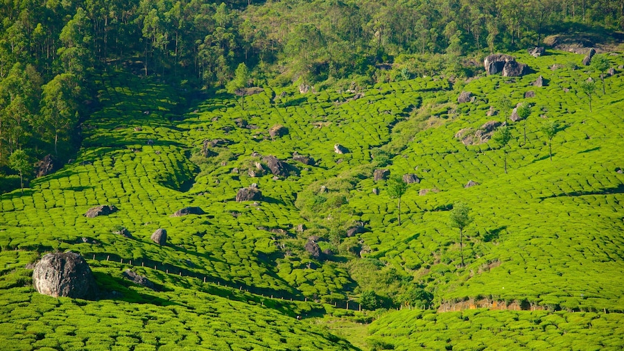 Idukki District which includes tranquil scenes