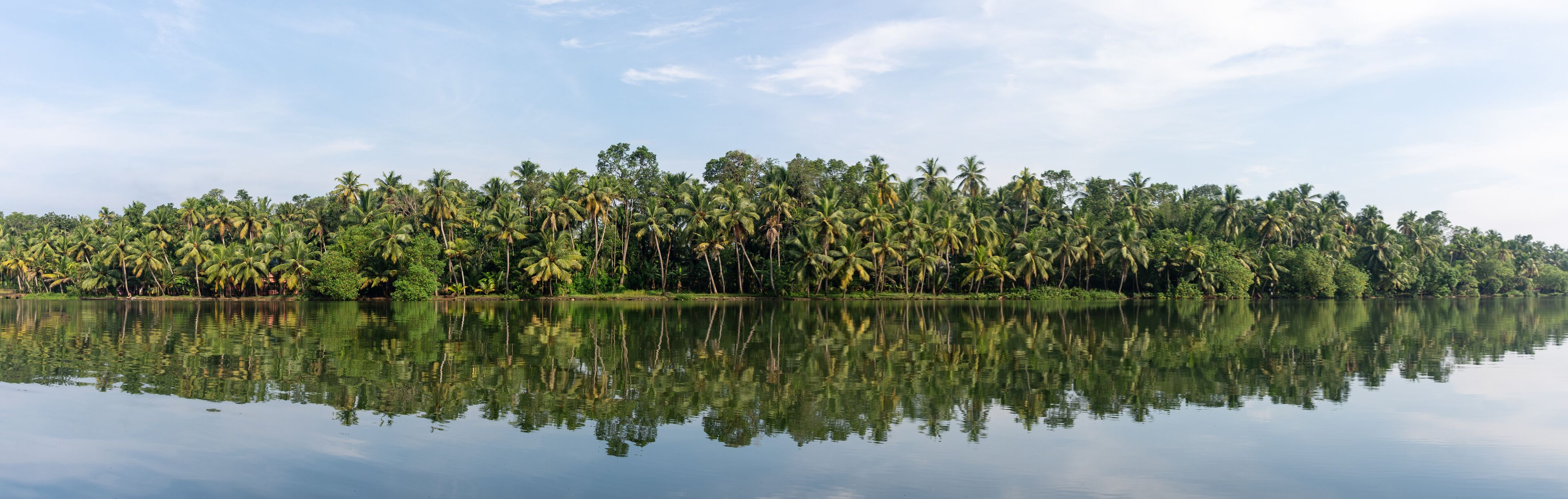 A calm lake with dense palm trees reflecting in the water.