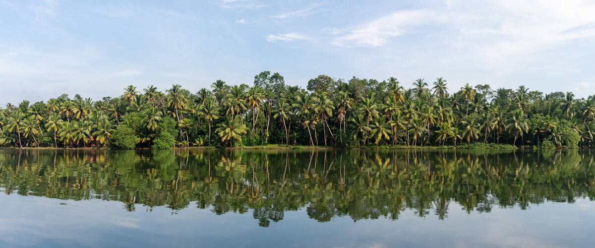 A calm lake with dense palm trees reflecting in the water.