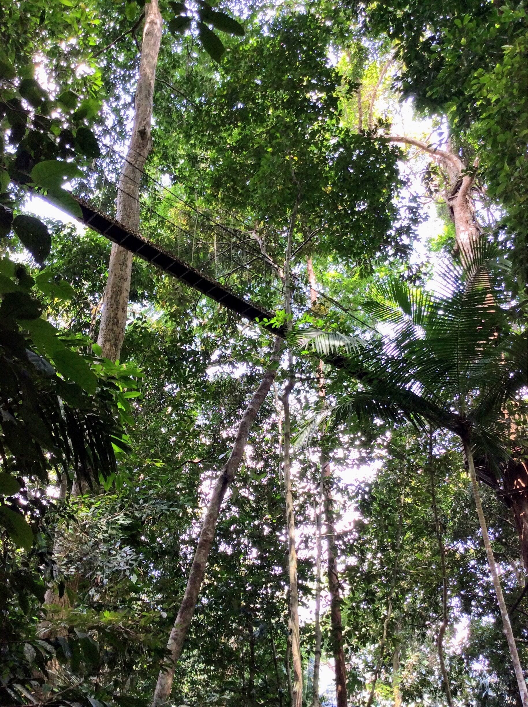 Taman Negara, Malaysia 

Canopy Walkway in Taman Negara, Malaysia. The worlds oldest tropical rainforest, and the canopy walkway is the longest of its kind. Not for the faint hearted!  
There are many hikes, trails and night safaris to explore in this rainforest national park. 
Taman Negara means national park in Malay. 
#TakeAHike #TroveOn #packsandaplan 