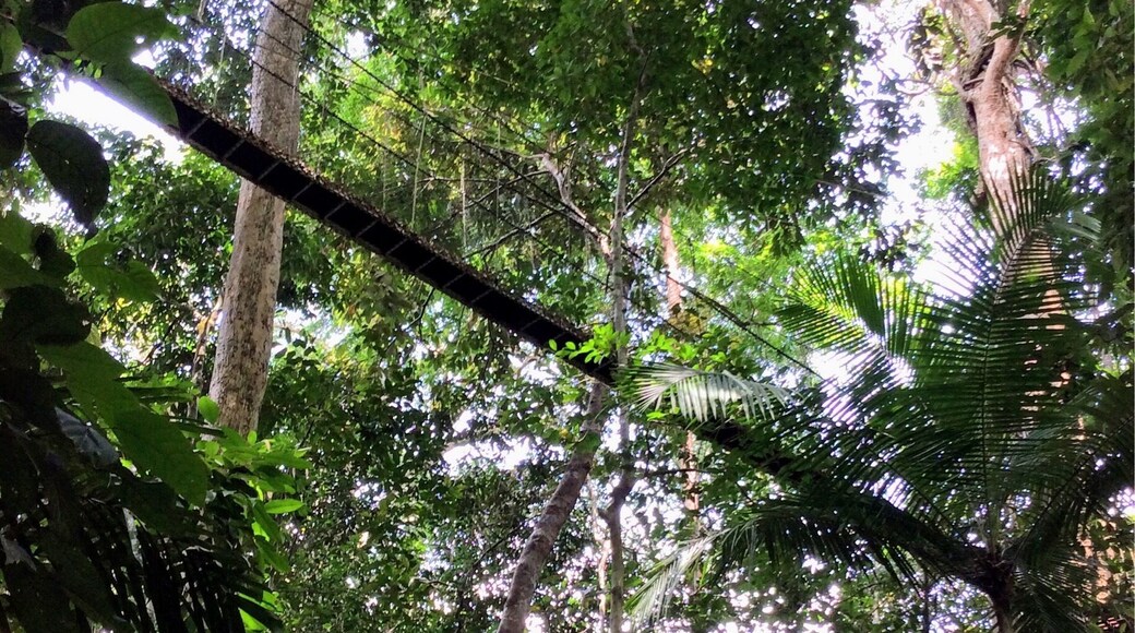 Taman Negara, Malaysia
Canopy Walkway in Taman Negara, Malaysia. The worlds oldest tropical rainforest, and the canopy walkway is the longest of its kind. Not for the faint hearted!
There are many hikes, trails and night safaris to explore in this rainforest national park.
Taman Negara means national park in Malay.
#TakeAHike #TroveOn #packsandaplan