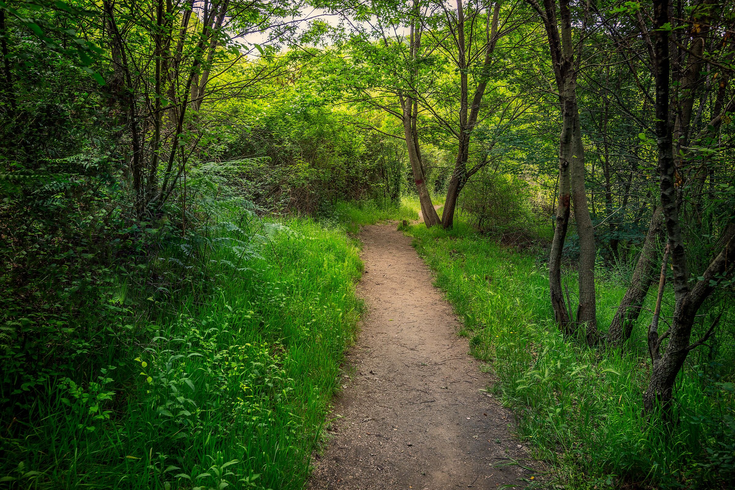 Set up in 1988, the Monterano Nature Reserve protects one of the most representative and unspoilt areas of the "Tuscia Romana" between the Tolfa and Sabatini mountains (covered by another protected area).
Wooded hills, volcanic gorges with typical vegetation and rare ferns, meadows and pastures with their typical plants and animals, crossed by a river, the Mignone, designated as one of the Sites of Community Importance representing the natural heritage of the entire European Union as part of the Nature 2000 Network.
The protected area includes the remains of the fascinating "dead city" of Monterano, abandoned in the early nineteenth century, on a spur of tuff between Tolfa mountains and Lake Bracciano. Is no accident that the area has hosted the set for famous films set in the past, of Ben-Hur (1959) with Charlton Heston in the cricket Marquis (1981) with Alberto Sordi.
The "dead" city of Monterano with its stately mansion, aqueduct soaring on audacious arches, splendid lion fountain by Bernini, San Bonaventura monastery and other more humble dwellings often built on earlier Etruscan remains is not just of great historical and archaeological interest, but also highly evocative. Thanks to the Reserve, this extraordinarily rich cultural heritage is currently undergoing conservative restoration to combat the inexorable degradation of time.