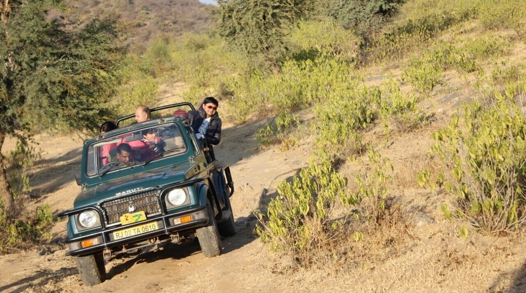 Jungle safari (Sariska tiger park) ,Rajasthan India