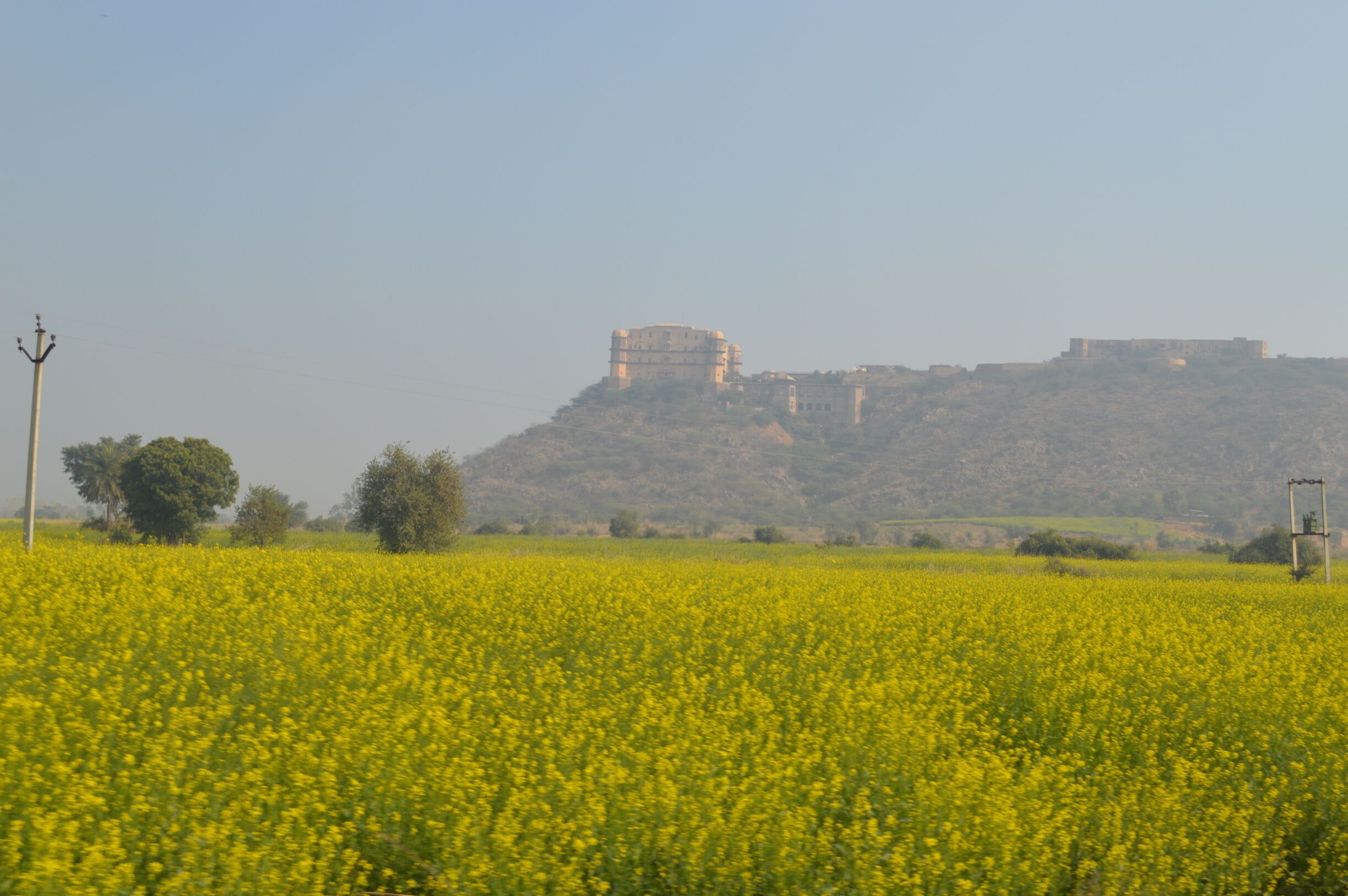 India ki jaan sarso ke khet.😍

