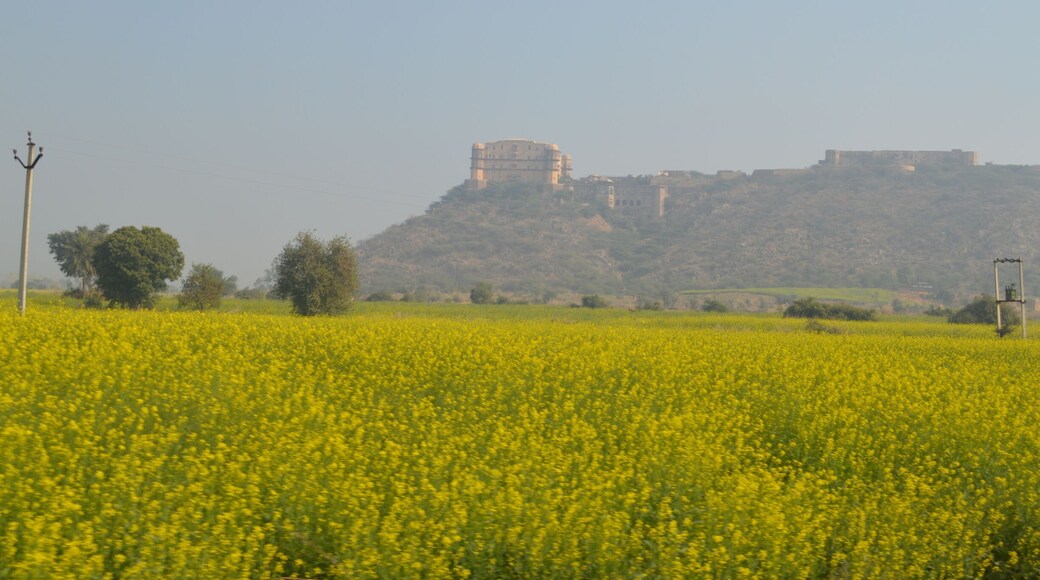 India ki jaan sarso ke khet.😍