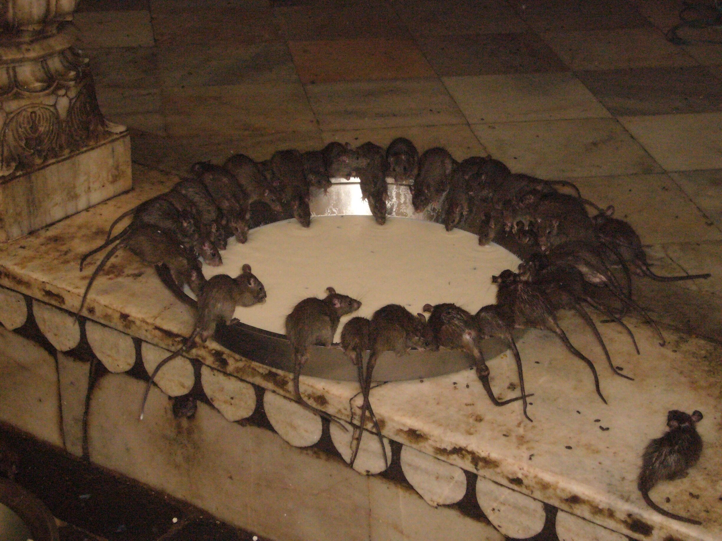 Feeding time at the Karni Mata rat temple Bikaner. 20,000 black rats under one roof. Not the most pleasant experience but truly fascinating. Only in India!!!