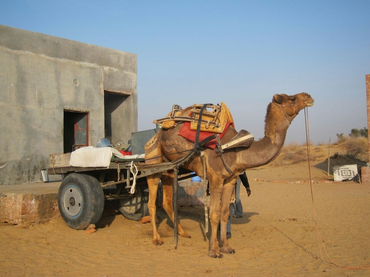 A camel safari in the That Desert is a must when visiting Bikaner...a great alternative to some more over-touristed options. 