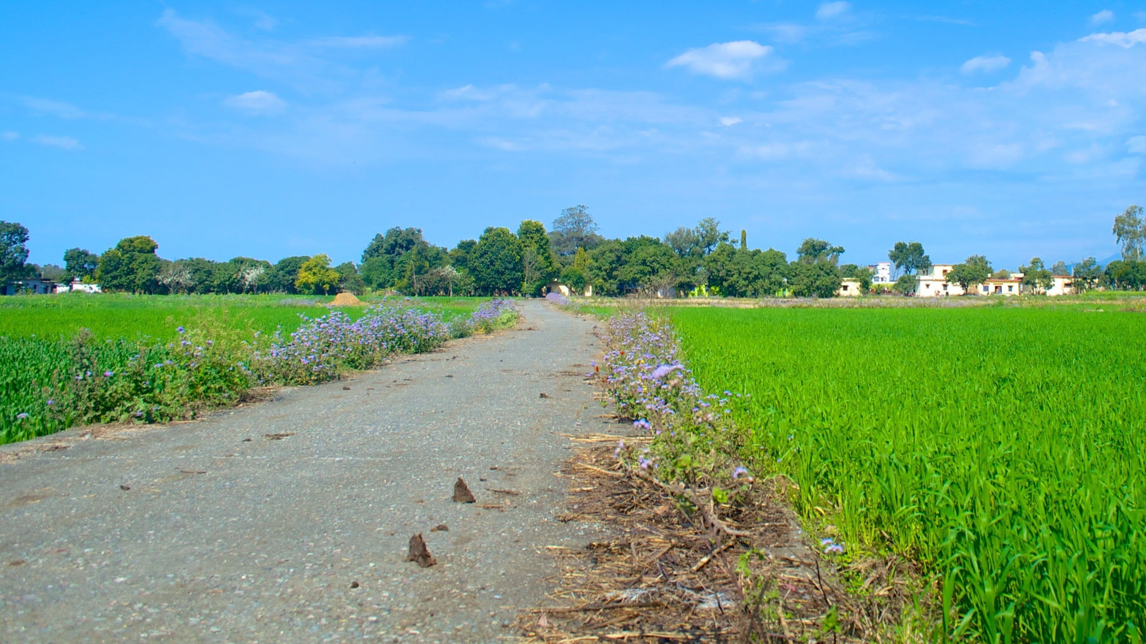 Haldwani featuring farmland and landscape views