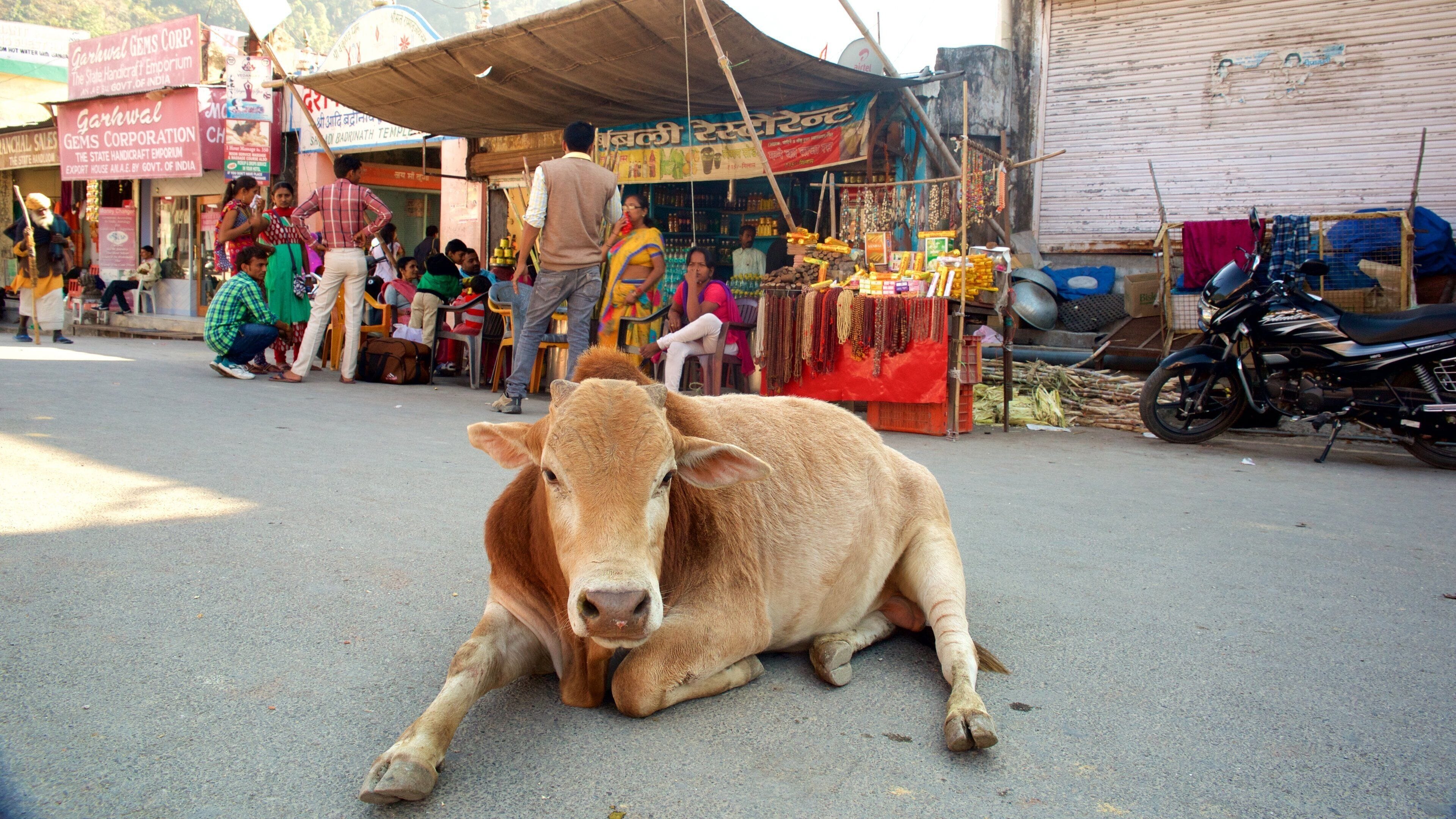 Haridwar which includes markets and land animals