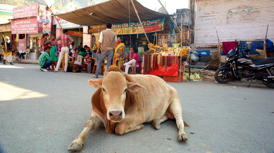 Haridwar which includes markets and land animals