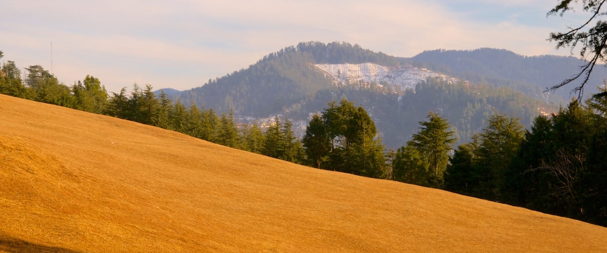 A golden hillside with a forest and snow-capped mountains in the background.