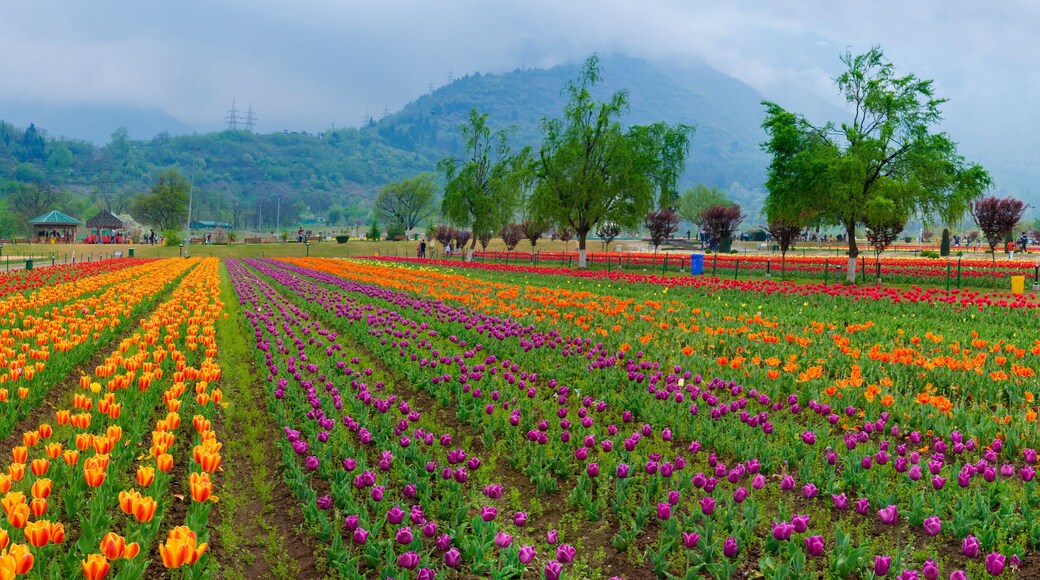 A tulip field with rows of orange, red, and purple flowers.