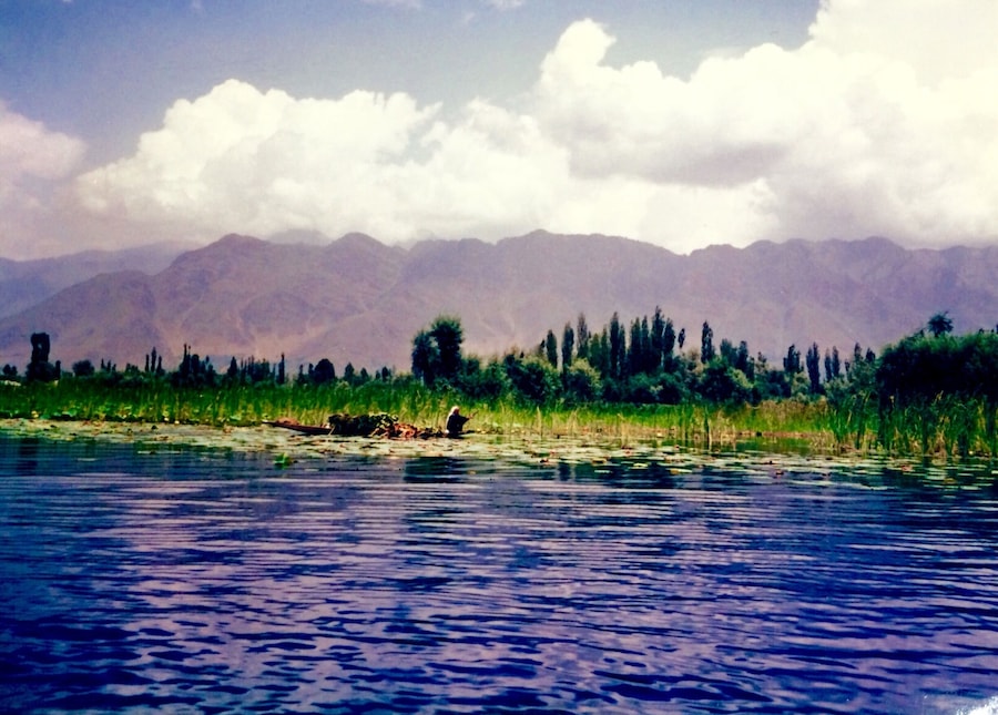 Peace on Dal Lake. Lotuses in bloom. Get around by shikara, which are expertly manoeuvred by local people. Much harder to control than you'd expect - nearly came a cropper having a go myself!