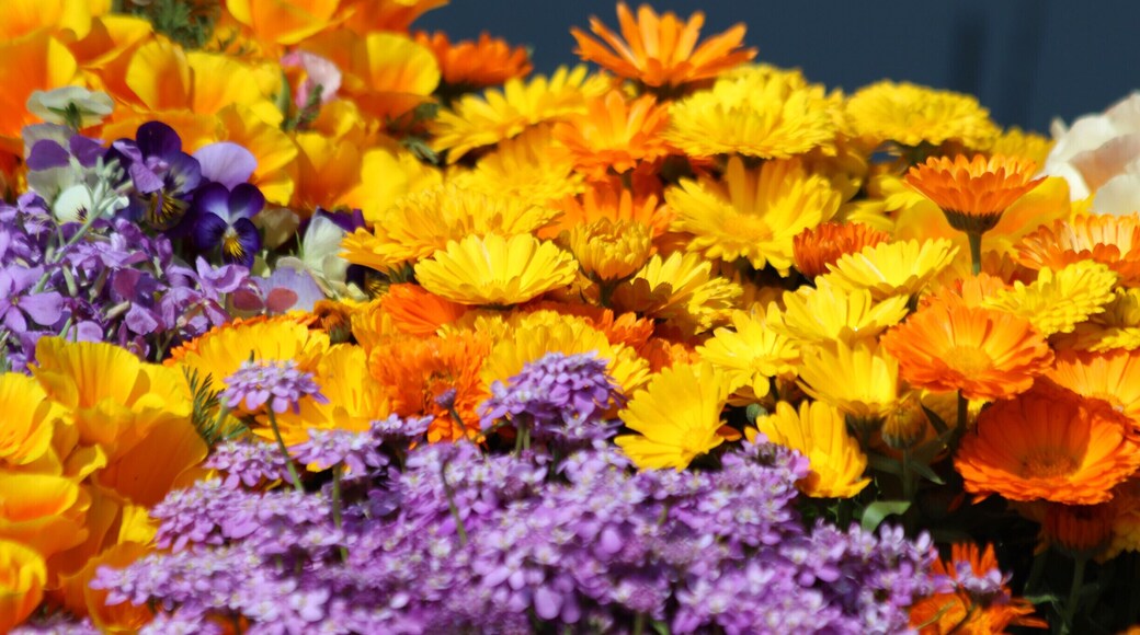 Found this fresh flowers on a Shikara in Nigeen Lake, Srinagar, India ringing in the #SpringFun.
You can cut all the flowers but you cannot keep the spring from coming!