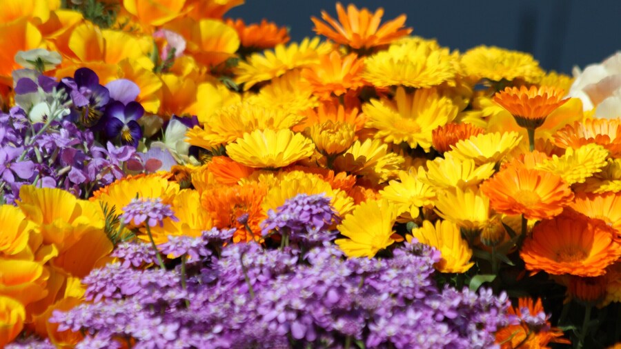 Found this fresh flowers on a Shikara in Nigeen Lake, Srinagar, India ringing in the #SpringFun.
You can cut all the flowers but you cannot keep the spring from coming!