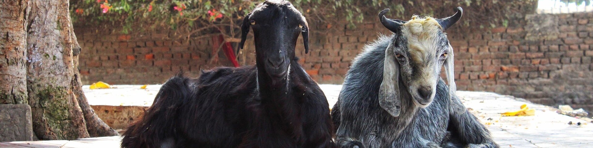 Dos cabras descansando sobre una repisa de piedra, con un árbol y arbustos con flores al fondo.