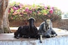 The regal pair. #goattales.
Jammu is filled with temples and I am, to be honest, had gotten tired of just going to temples the whole day around and plus, I had even hurt my head, at the Bahu Fort temple. And I was quite frustrated when I spotted these duo, chilling just outside the Bahu Fort and that made me smile.