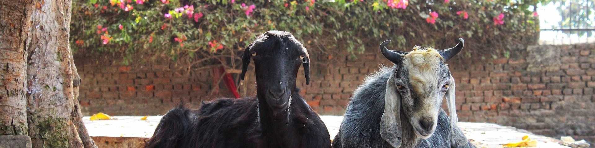 The regal pair. #goattales.
Jammu is filled with temples and I am, to be honest, had gotten tired of just going to temples the whole day around and plus, I had even hurt my head, at the Bahu Fort temple. And I was quite frustrated when I spotted these duo, chilling just outside the Bahu Fort and that made me smile.