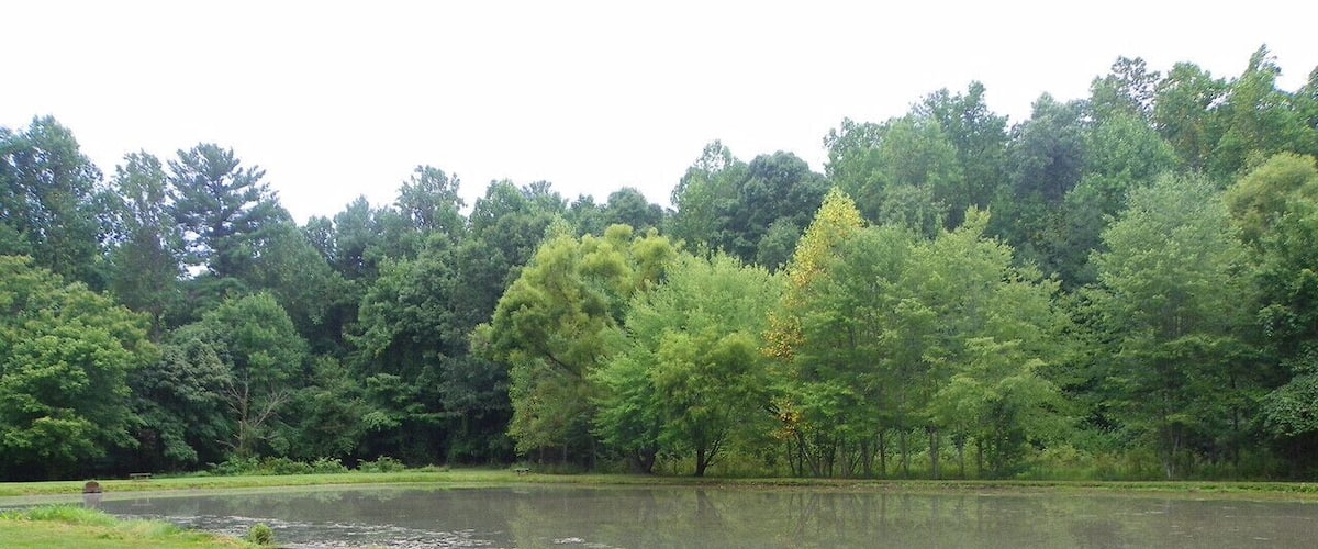 A grassy area with a bench near a body of water surrounded by trees.