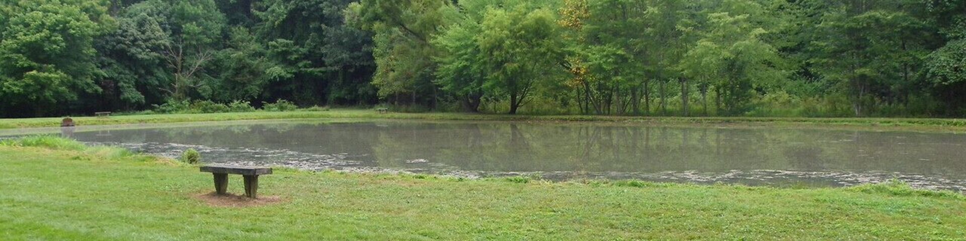 A grassy area with a bench near a body of water surrounded by trees.