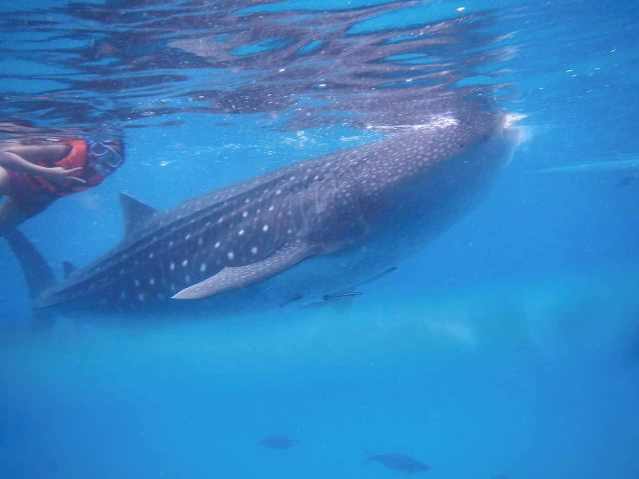 A friendly swim with an unbelievably huge whale shark. Size bigger than a school bus!