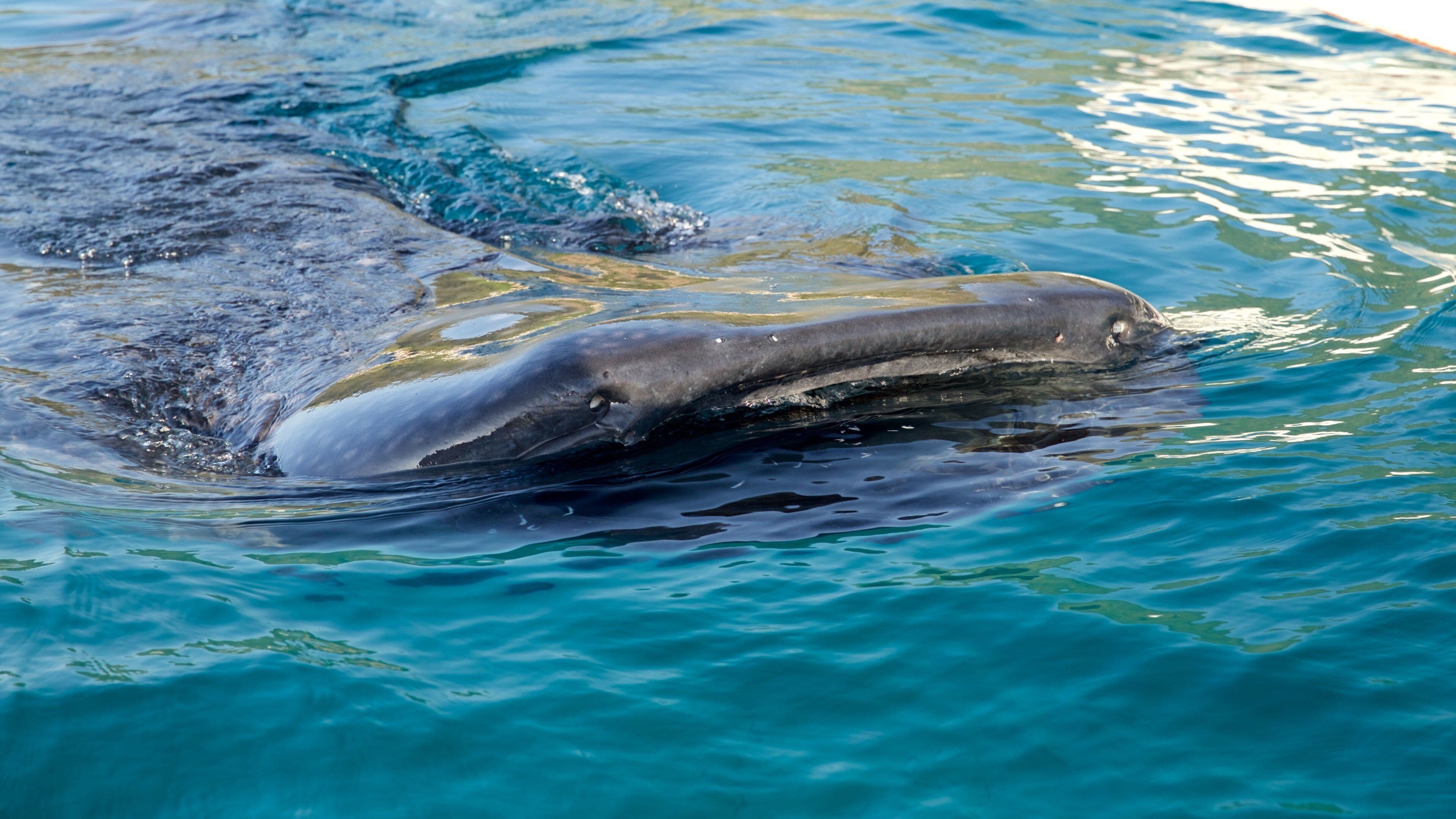 Oslob có tính năng ngắm cá voi, cảnh bờ biển và đời sống đại dương