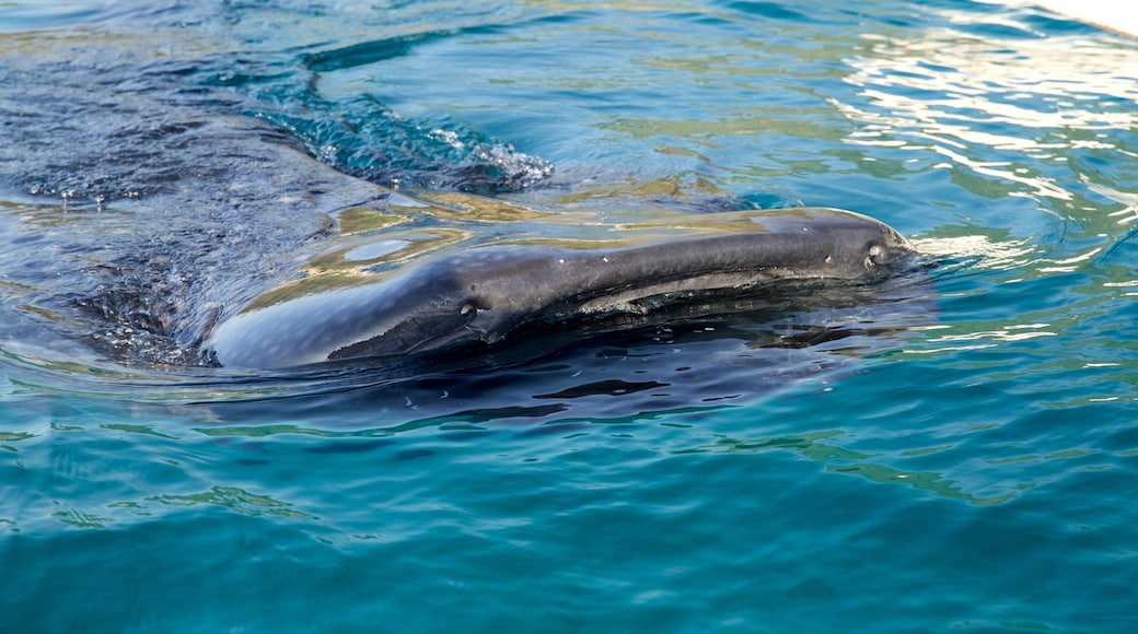 Oslob có tính năng ngắm cá voi, cảnh bờ biển và đời sống đại dương