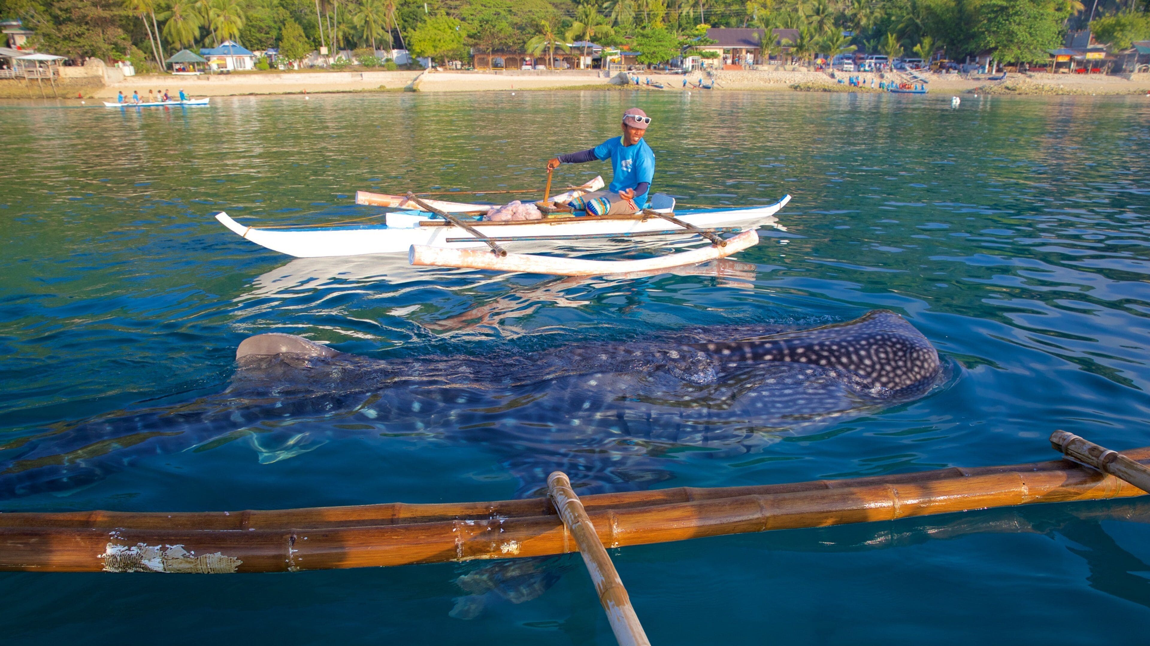 Cebu showing marine life, general coastal views and kayaking or canoeing