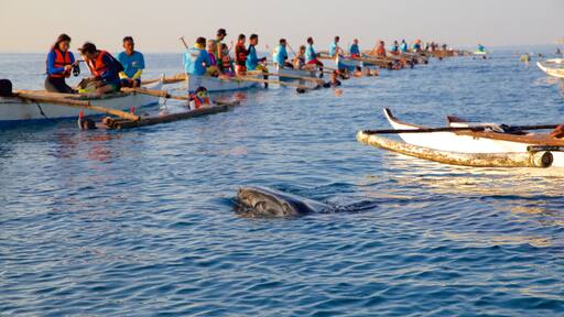 Oslob caratteristiche di vista della costa, animali marini e kayak o canoa
