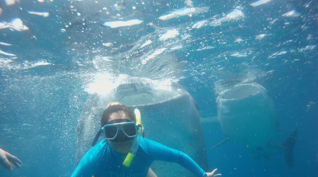 Swam with the whale sharks! ☺
Oslob, Philippines