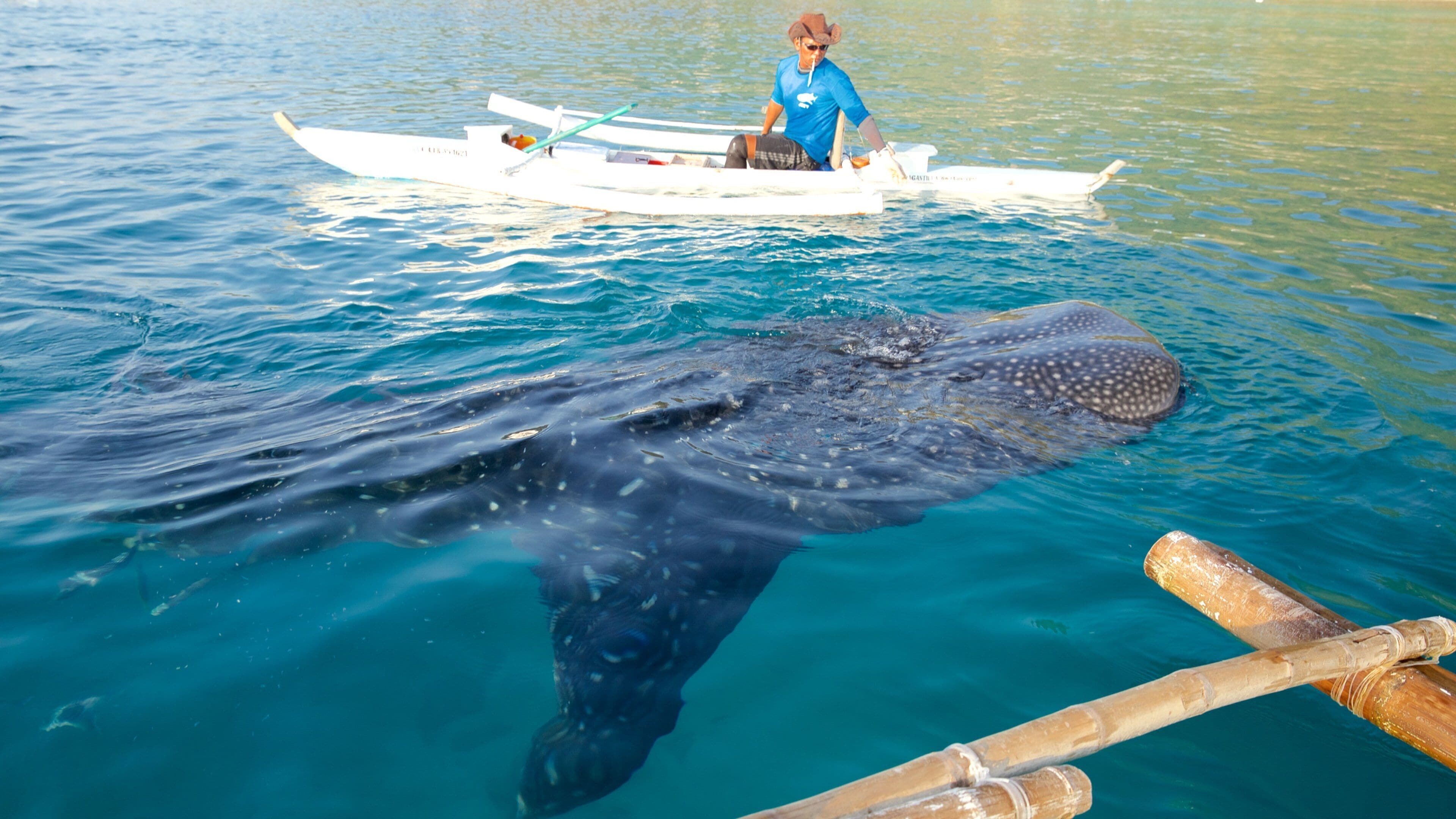 Oslob featuring marine life, kayaking or canoeing and whale watching