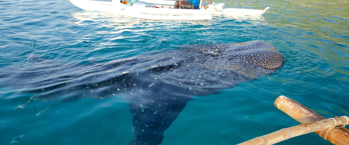 Oslob que inclui paisagens litorâneas, vida marinha e observação de baleias