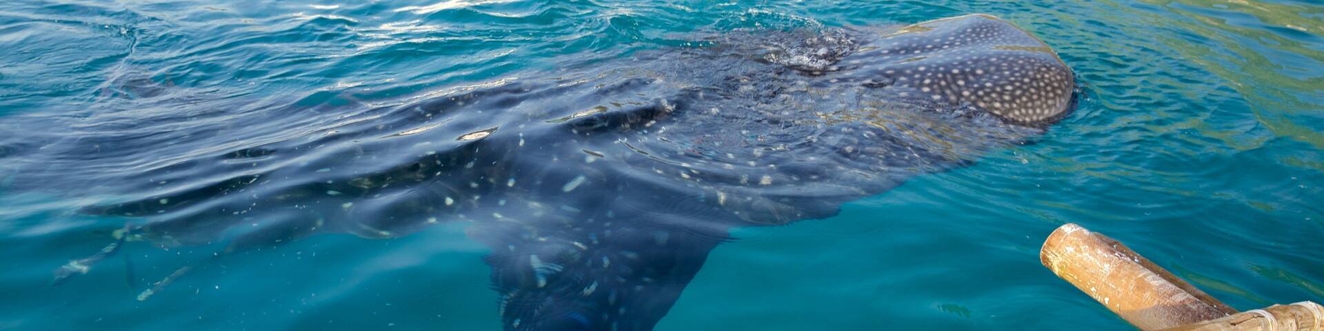 Oslob featuring general coastal views, whale watching and kayaking or canoeing