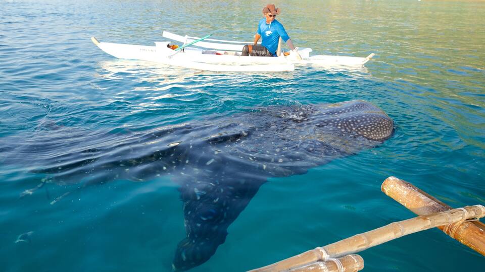 A large whale shark swimming in clear blue water, a small boat with a person in a blue shirt and hat, and a wooden structure in the foreground.