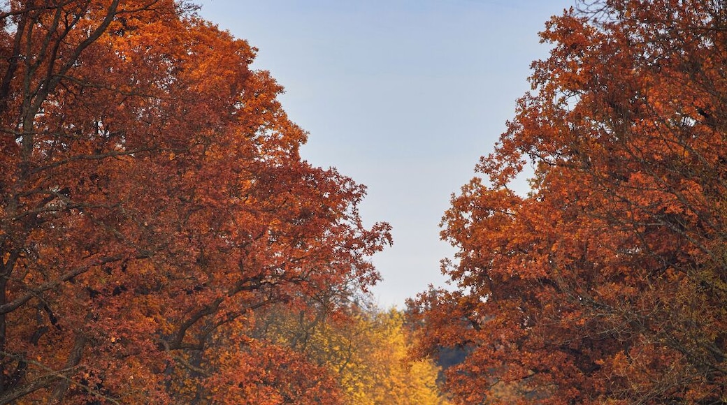 Magnificence of Autumn Paints