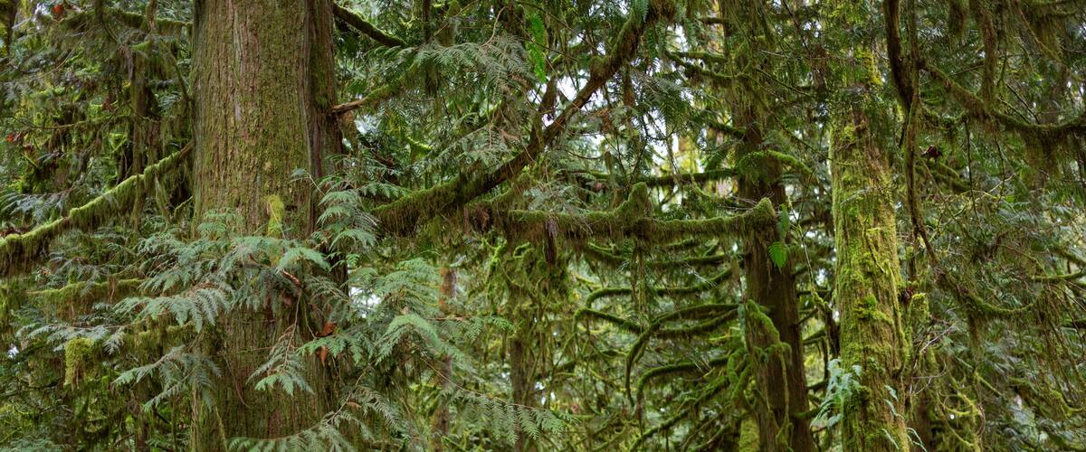 Trail winding through a lush forest, Houston Trail in Derby Reach Regional Park, Langley, BC; Langley, British Columbia, Canada