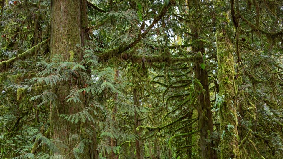 A forested path with moss-covered trees and ferns.