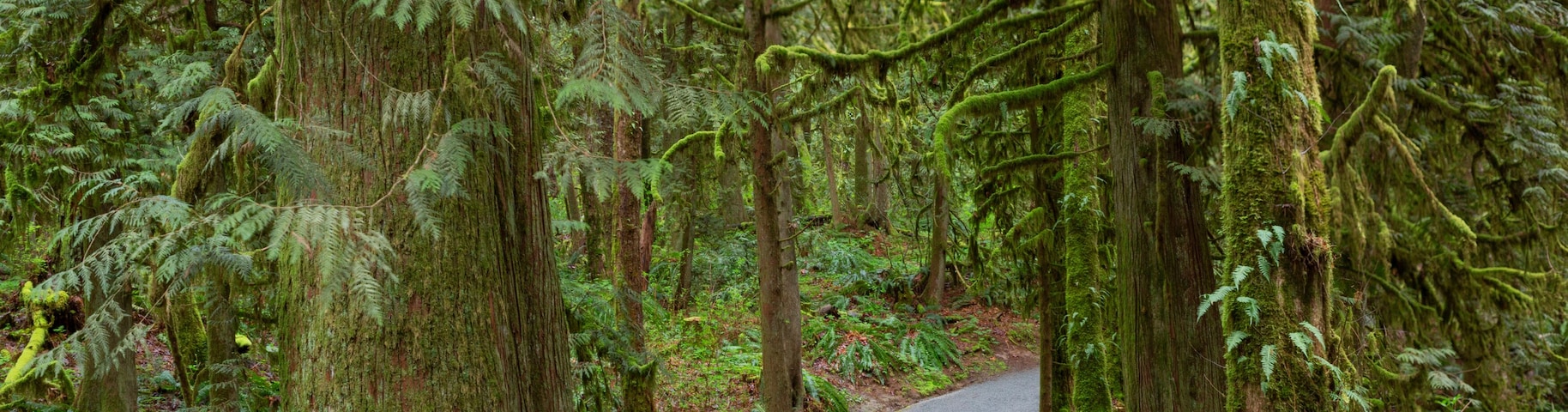 Trail winding through a lush forest, Houston Trail in Derby Reach Regional Park, Langley, BC; Langley, British Columbia, Canada