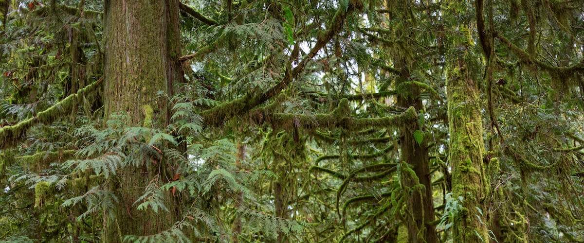 A forested path with moss-covered trees and ferns.