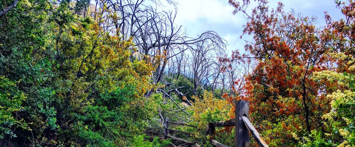 A forest trail with a wooden fence and dense foliage.