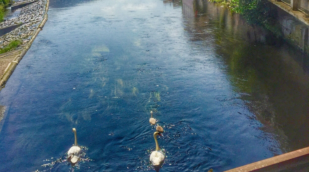 Swimming swans in the Murg river in Gernsbach,Germany
