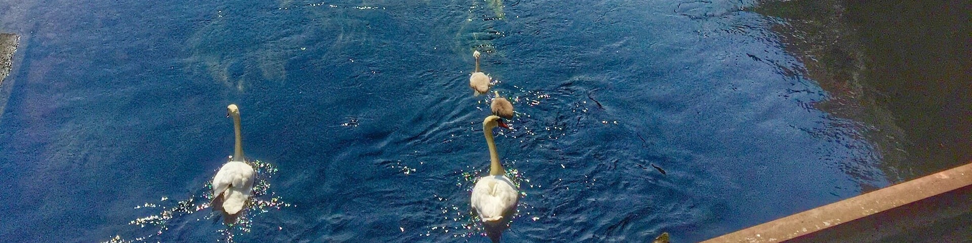 Swimming swans in the Murg river in Gernsbach,Germany